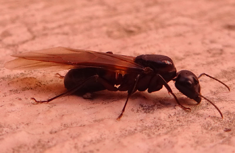 Camponotus ligniperda, regina