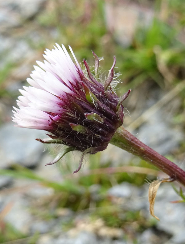 Erigeron uniflorus - Asteraceae