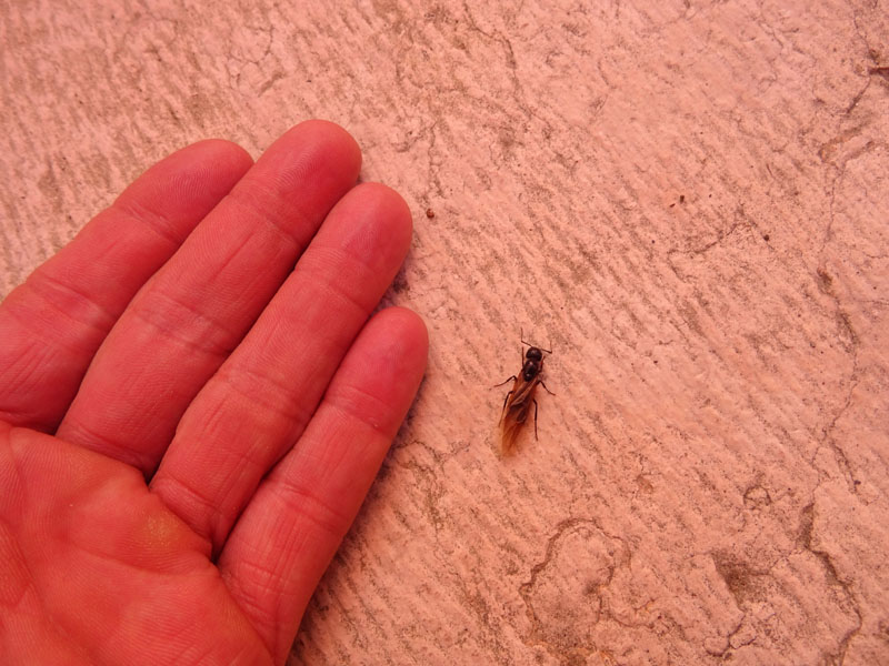 Camponotus ligniperda, regina