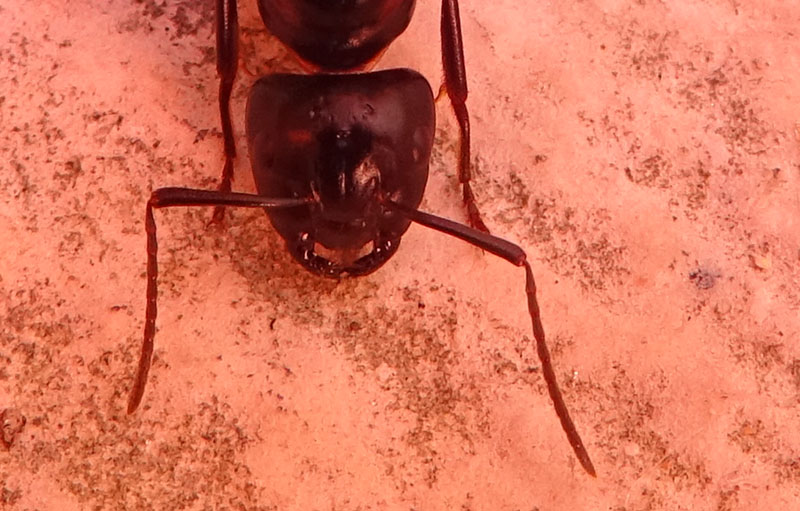 Camponotus ligniperda, regina