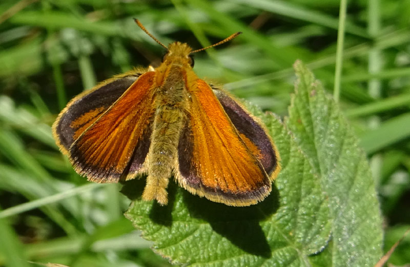 f. di Ochlodes sylvanus ? no: m. di Thymelicus lineola