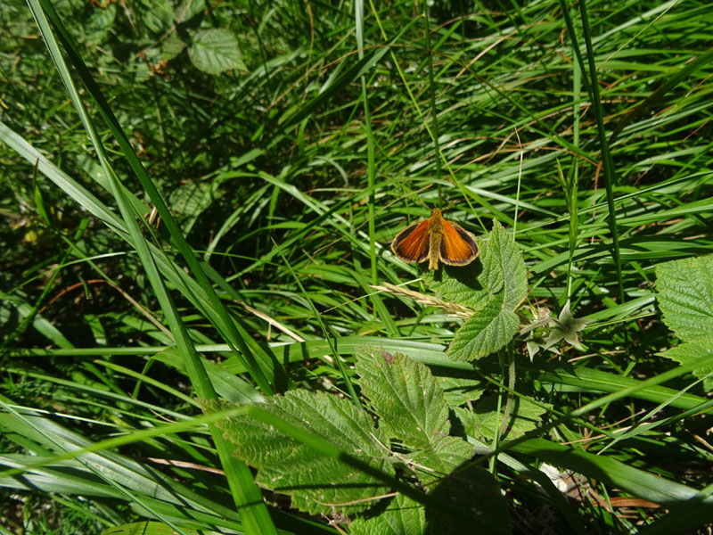 f. di Ochlodes sylvanus ? no: m. di Thymelicus lineola