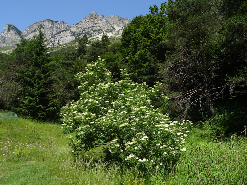 f. di Ochlodes sylvanus ? no: m. di Thymelicus lineola