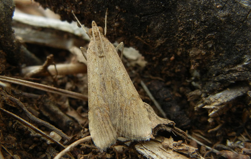 domandina su:Nomophila noctuella-Crambidae...dal Trentino