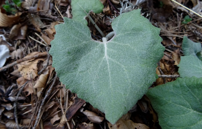 Petasites paradxus / Farfaraccio niveo