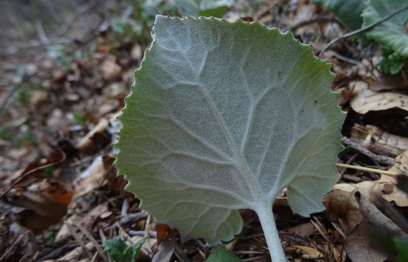 Petasites paradxus / Farfaraccio niveo