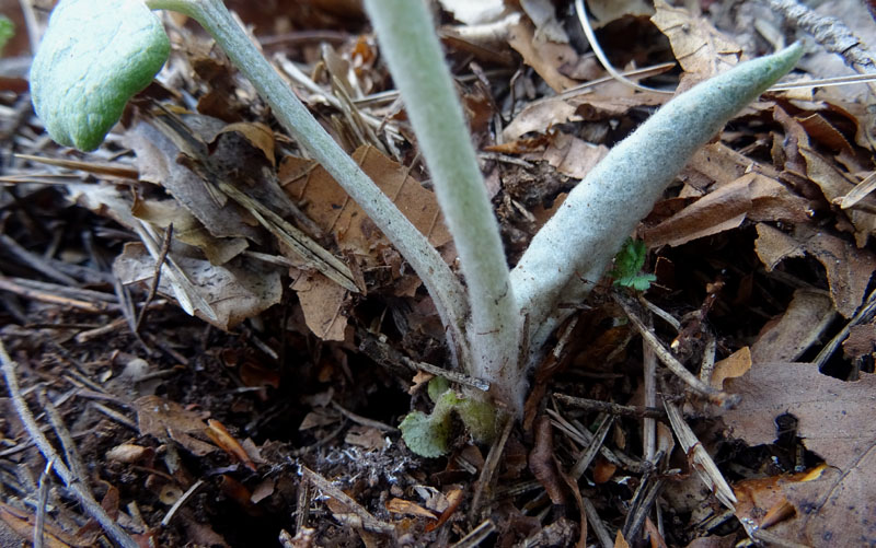 Petasites paradxus / Farfaraccio niveo