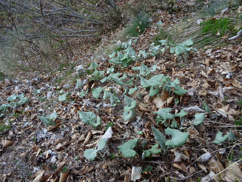 Petasites paradxus / Farfaraccio niveo