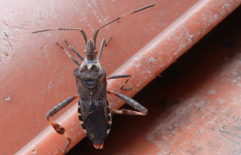 Coreidae: Leptoglossus occidentalis