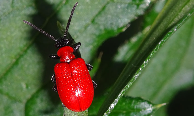 Lilioceris lilii - Chrysomelidae