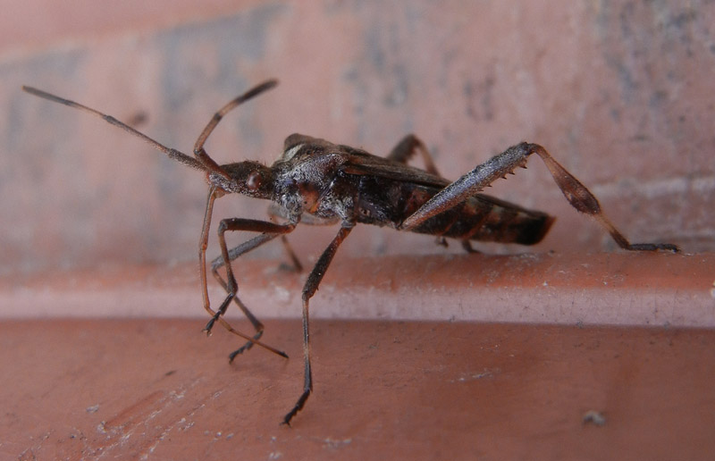 Coreidae: Leptoglossus occidentalis