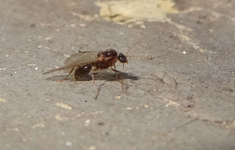 Formicidae: maschio di Crematogaster scutellaris