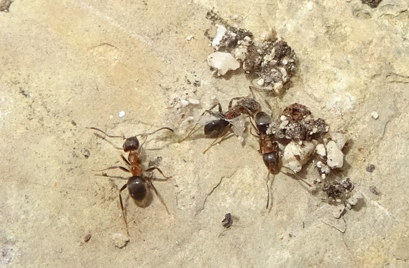 Lasius emarginatus - Formicidae