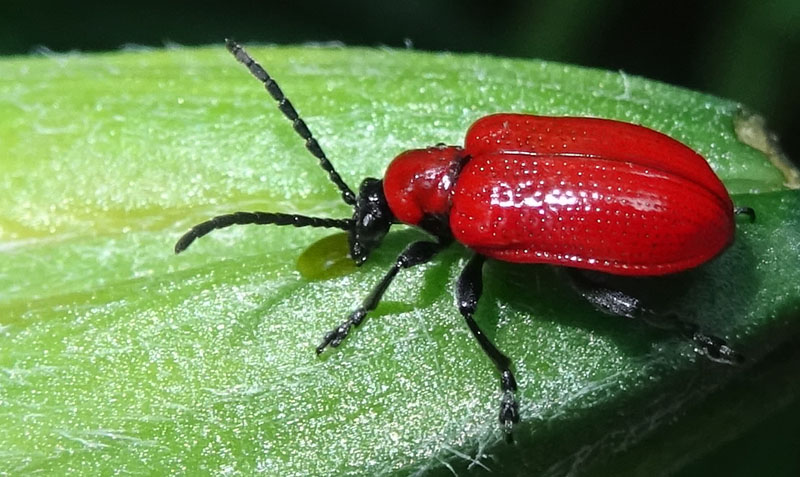 Lilioceris lilii - Chrysomelidae