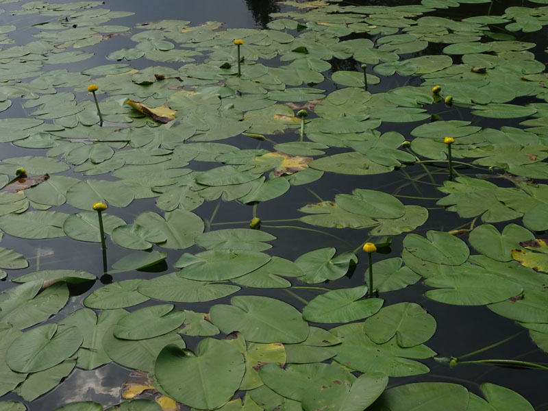 Nuphar lutea / Ninfea gialla