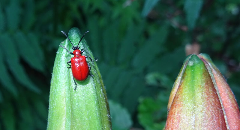 Lilioceris lilii - Chrysomelidae