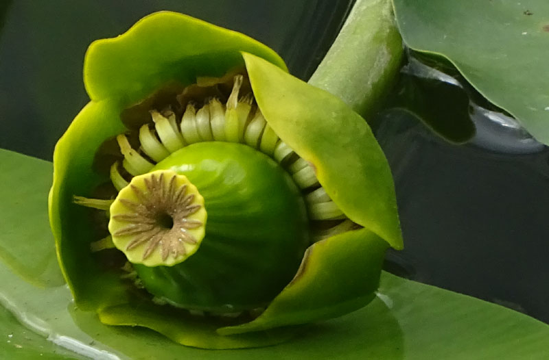 Nuphar lutea / Ninfea gialla