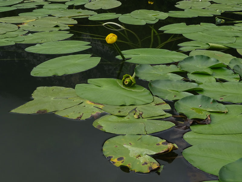 Nuphar lutea / Ninfea gialla