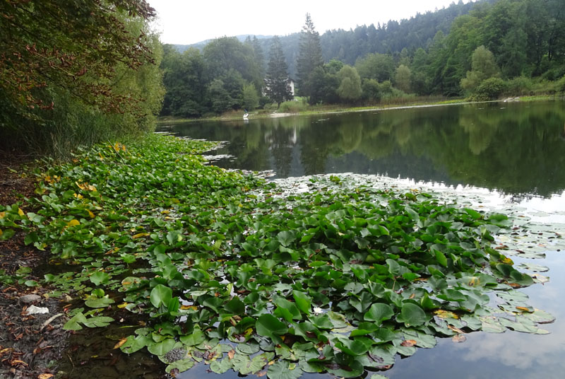 Nuphar lutea / Ninfea gialla