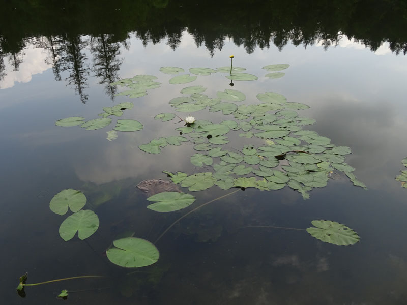 Nuphar lutea / Ninfea gialla