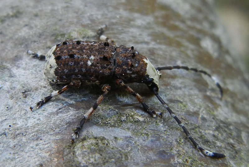 Platystomos albinus, Anthribidae