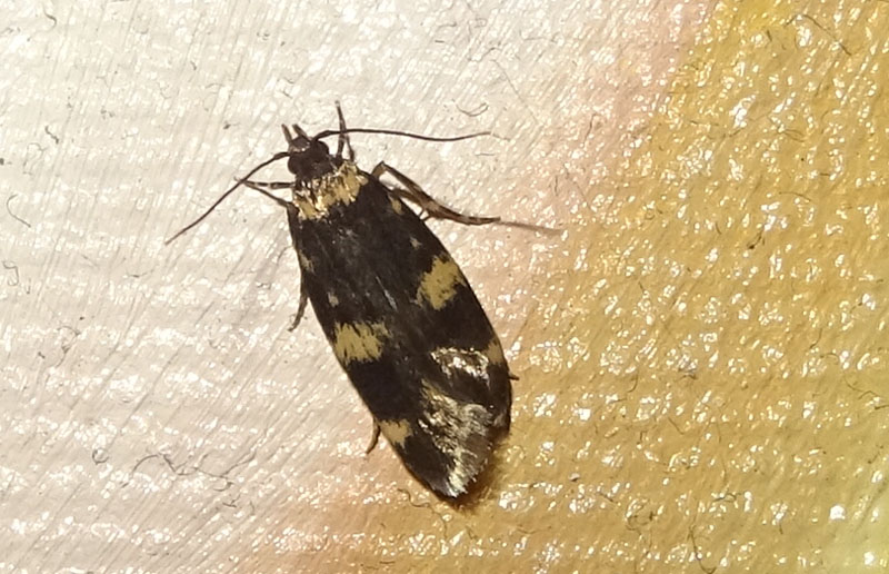 Oegoconia deauratella - Autostichidae