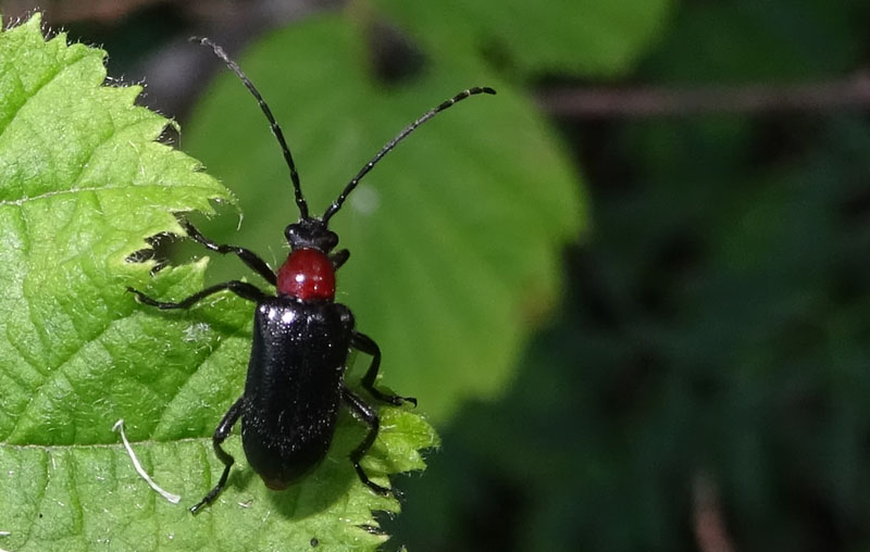 Dinoptera collaris, Cerambycidae