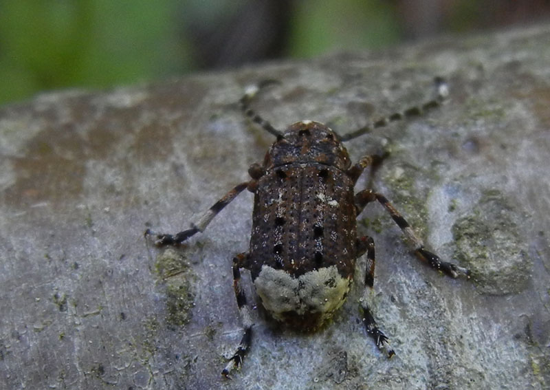 Platystomos albinus, Anthribidae