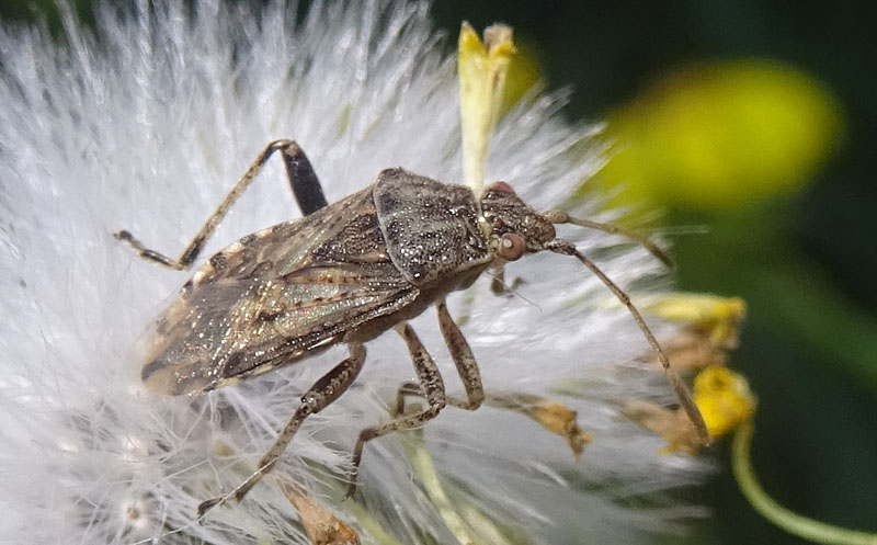 Rhopalidae:  Stictopleurus gr. abutilon/pictus