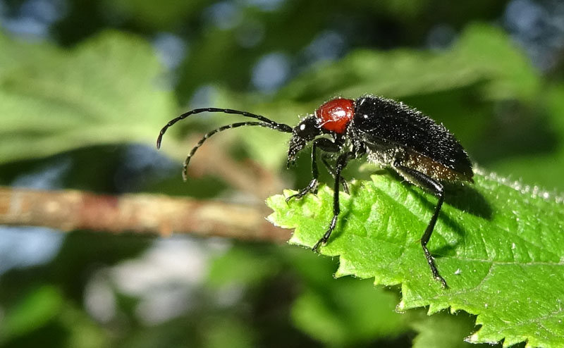 Dinoptera collaris, Cerambycidae