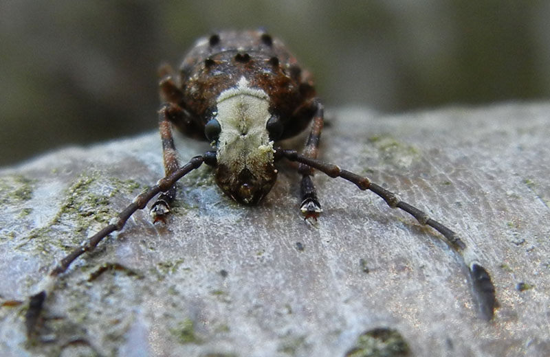 Platystomos albinus, Anthribidae