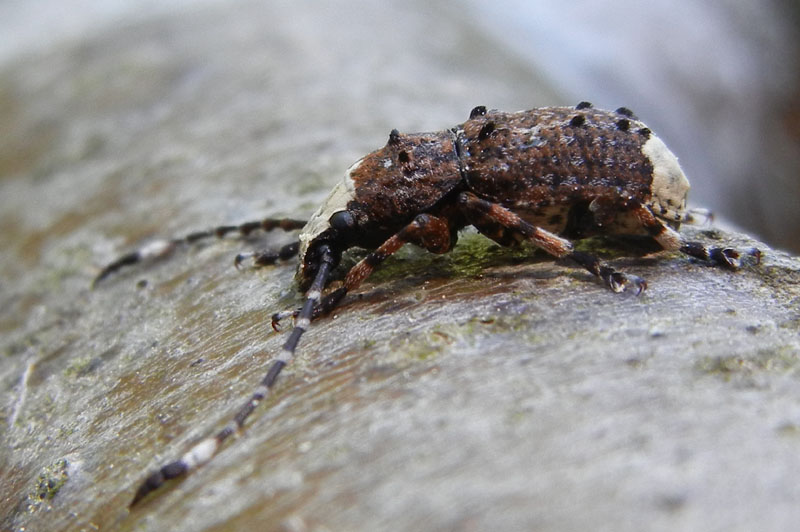 Platystomos albinus, Anthribidae