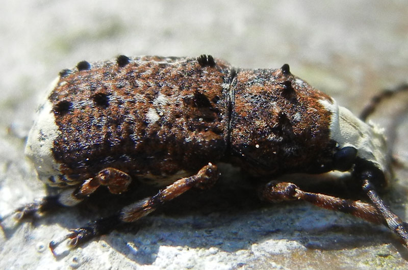 Platystomos albinus, Anthribidae