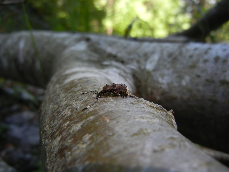 Platystomos albinus, Anthribidae