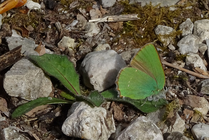 Callophrys rubi - Lycaenidae