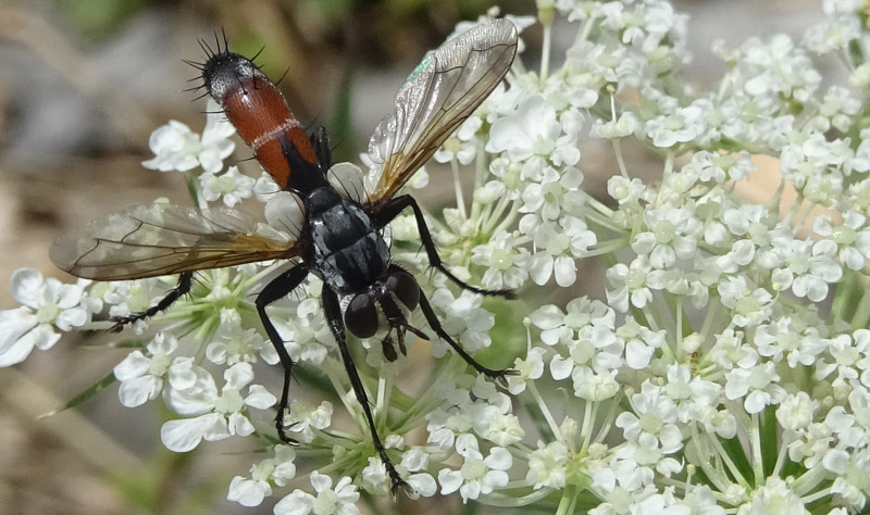 Cylindromyia da determinare..........