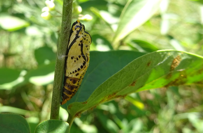 crisalide vuota: Aporia crataegi-Pieridae...dal Trentino