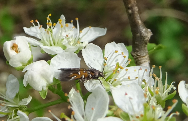 Pancalia leuwenhoekella - Cosmopterigidae