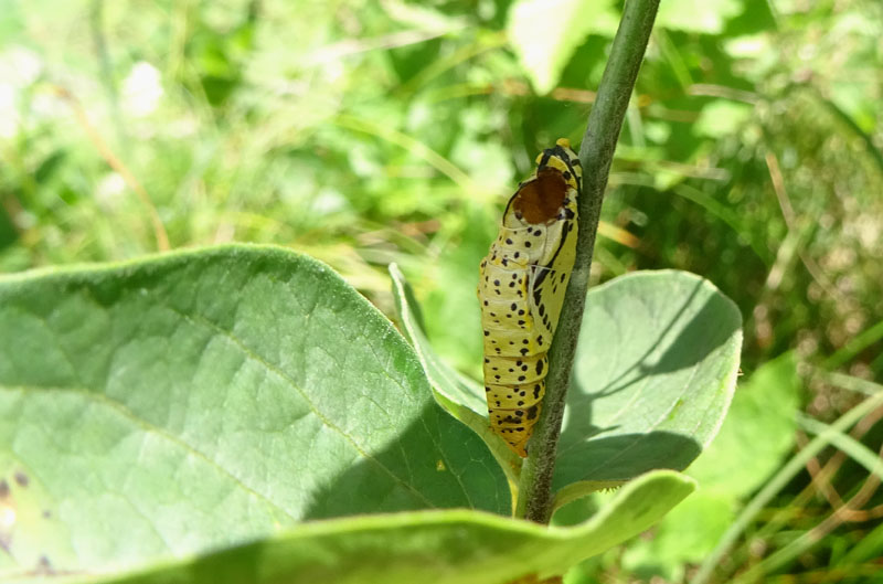 crisalide vuota: Aporia crataegi-Pieridae...dal Trentino