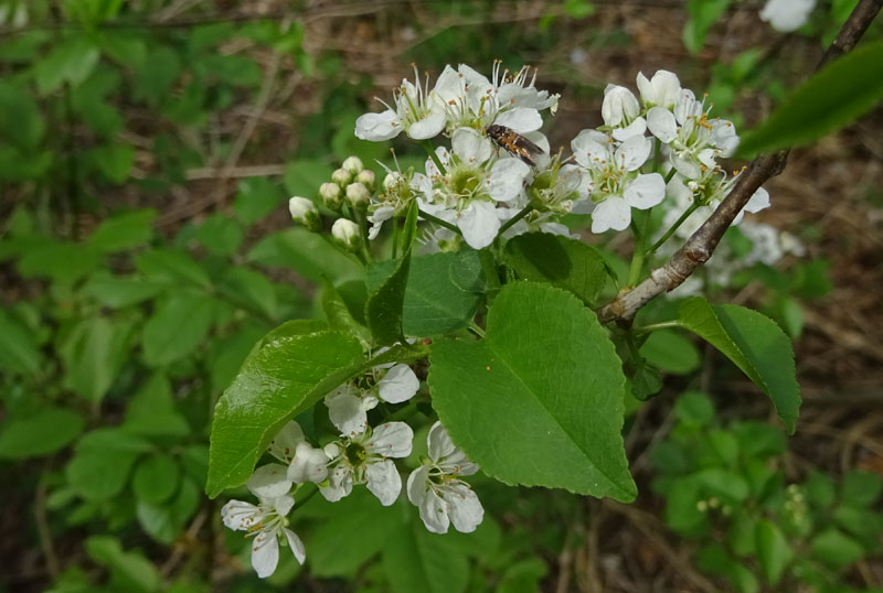 Pancalia leuwenhoekella - Cosmopterigidae