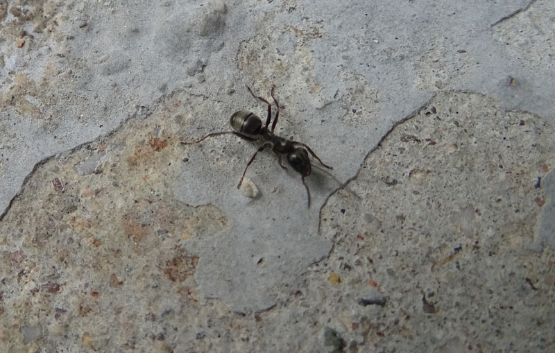 Formica (Raptiformica) sanguinea con  F.(Serviformica) sp.