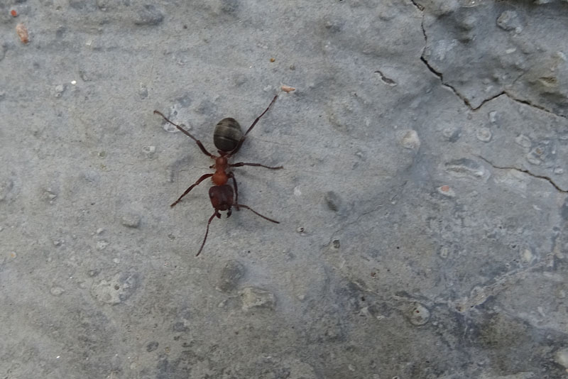 Formica (Raptiformica) sanguinea con  F.(Serviformica) sp.