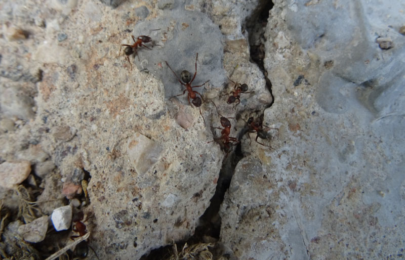 Formica (Raptiformica) sanguinea con  F.(Serviformica) sp.