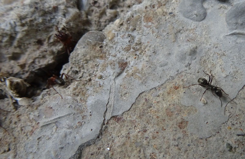 Formica (Raptiformica) sanguinea con  F.(Serviformica) sp.