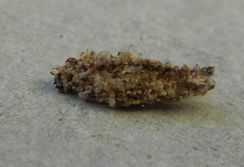 astuccio - Psychidae,  Cfr. Dahlica sp.