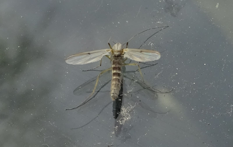 Chironomidae ?