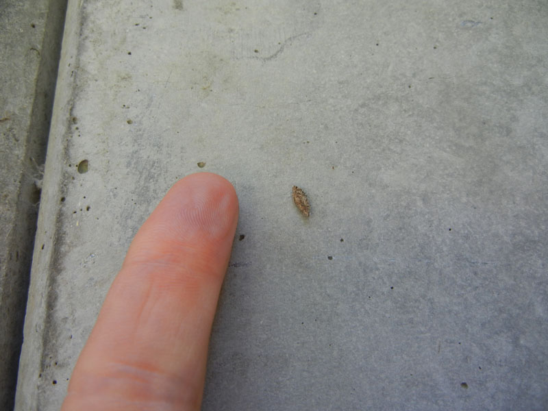 astuccio - Psychidae,  Cfr. Dahlica sp.