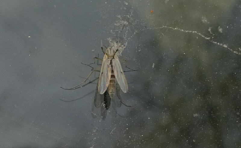 Chironomidae ?