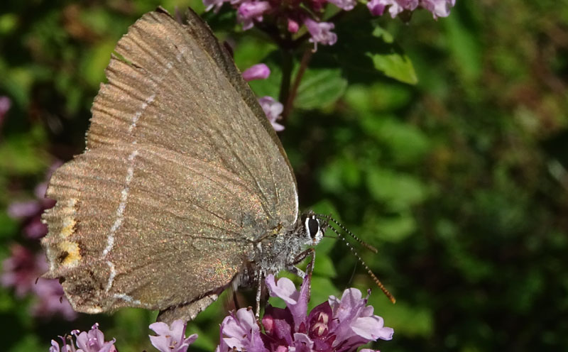 Satyrium spini - Lycaenidae.......dal Trentino