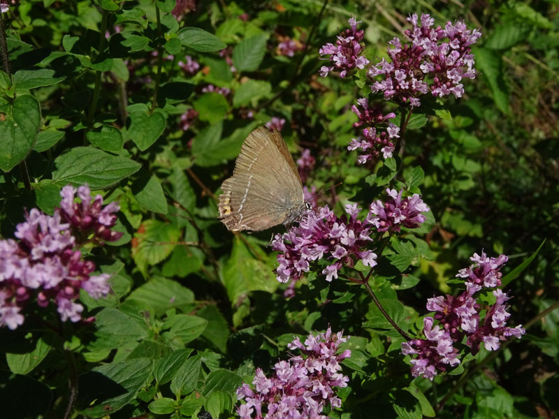 Satyrium spini - Lycaenidae.......dal Trentino